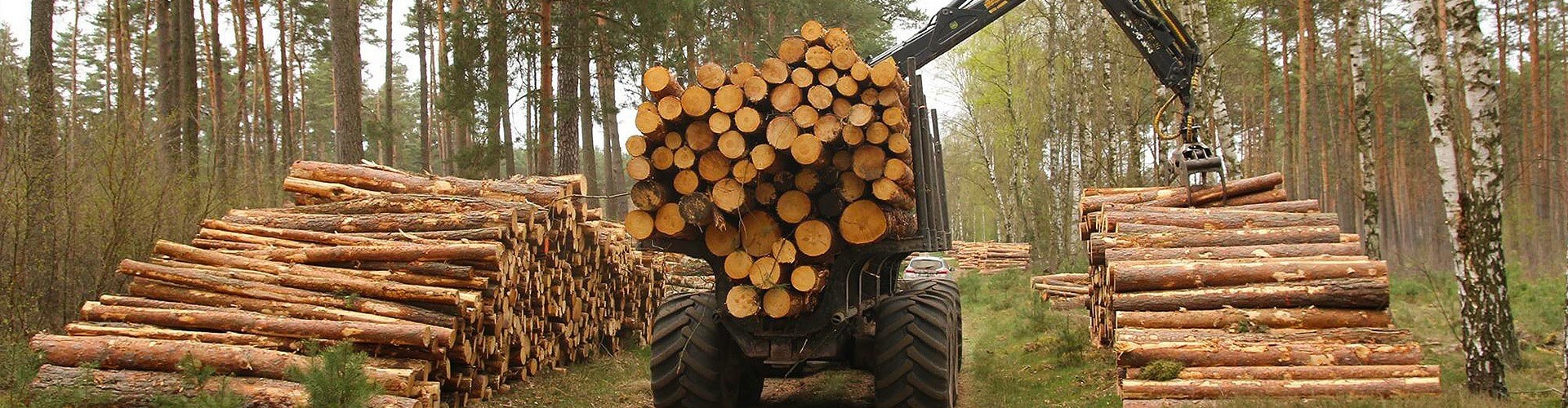 Baumpflege, Baumfällung und Sicherheitskontrollen
