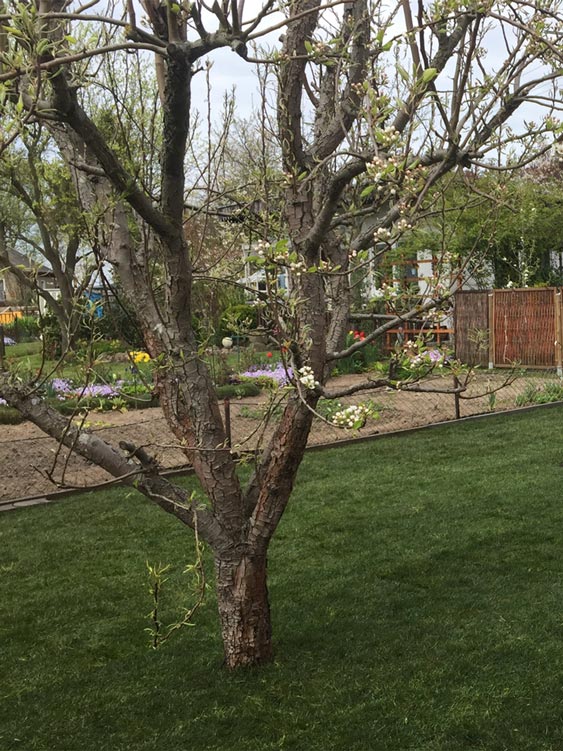 GaLaBau_Schmidt-Bilder_Garten2